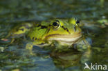 Kleine groene kikker