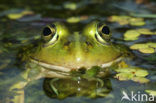 Kleine groene kikker