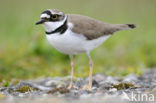 Kleine Plevier (Charadrius dubius)