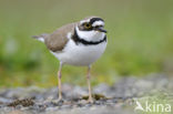 Kleine Plevier (Charadrius dubius)