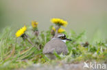 Kleine Plevier (Charadrius dubius)