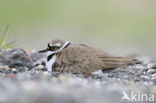 Kleine Plevier (Charadrius dubius)