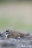 Kleine Plevier (Charadrius dubius)