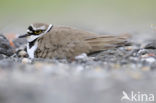 Kleine Plevier (Charadrius dubius)