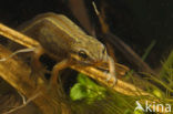 Kleine watersalamander (Triturus vulgaris)