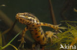 Kleine watersalamander (Triturus vulgaris)