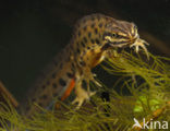 Smooth Newt (Triturus vulgaris)