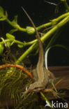 Smooth Newt (Triturus vulgaris)