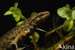 Kleine watersalamander (Triturus vulgaris)