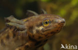 Kleine watersalamander (Triturus vulgaris)