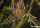 Kleine watersalamander (Triturus vulgaris)