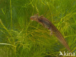 Kleine watersalamander (Triturus vulgaris)