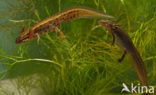 Kleine watersalamander (Triturus vulgaris)