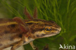 Kleine watersalamander (Triturus vulgaris)