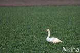 Knobbelzwaan (Cygnus olor)