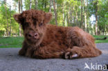 Cow (Bos domesticus)