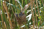 Common Cuckoo (Cuculus canorus)