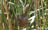 Common Cuckoo (Cuculus canorus)