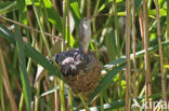 Common Cuckoo (Cuculus canorus)