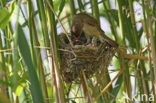 Common Cuckoo (Cuculus canorus)