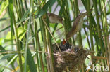 Common Cuckoo (Cuculus canorus)