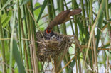 Common Cuckoo (Cuculus canorus)