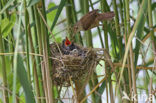 Common Cuckoo (Cuculus canorus)