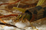 Caddisfly (Phryganea spec.)