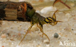 Caddisfly (Phryganea spec.)