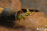 Caddisfly (Phryganea spec.)