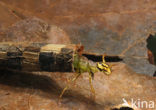 Caddisfly (Phryganea spec.)