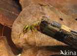 Caddisfly (Phryganea spec.)