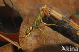 Caddisfly (Phryganea spec.)