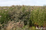 Hemp-agrimony (Eupatorium cannabinum)