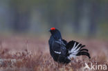 Black Grouse (Tetrao tetrix)