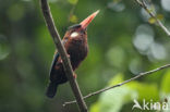 White-eared Jacamar (Galbalcyrhynchus leucotis)