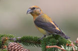 Red Crossbill (Loxia curvirostra)