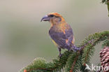 Red Crossbill (Loxia curvirostra)