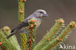 Red Crossbill (Loxia curvirostra)