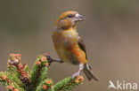 Red Crossbill (Loxia curvirostra)