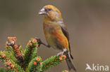 Red Crossbill (Loxia curvirostra)