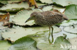 Night Heron (Nycticorax nycticorax)