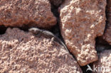 La Gomera Gecko (Tarentola gomerensis)