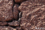 La Gomera Gecko (Tarentola gomerensis)