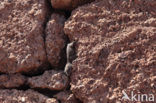 La Gomera Gecko (Tarentola gomerensis)