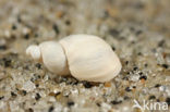 Small Amber Snail (Succinea oblonga)