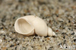 Small Amber Snail (Succinea oblonga)