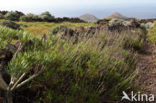 Canary Island Lavender (Lavandula canariensis)