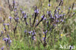 Lavender (Lavandula buchii)