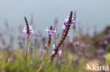 Lavendel (Lavandula buchii)